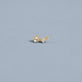 Stone and Strand 10K Yellow Gold Gradient White Topaz Climber Earrings Editorial Image