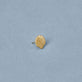 Stone and Strand 14K Yellow Gold Scallop Shell Flat Back Piercing Earring Editorial Image