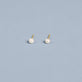 Stone and Strand 14K Yellow Gold Tiny Pearl Earrings Editorial Image