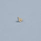 White Sapphire Flower Stud