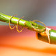 Diamond Bamboo Hoops